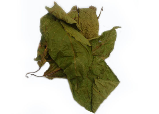 Ayahuasca Leaves