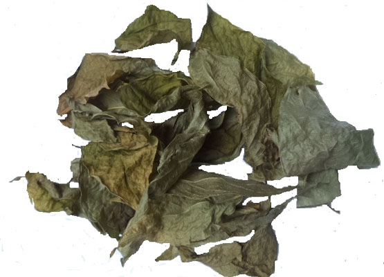 Guayusa leaves